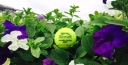 10SBALLS SHARES THE LADIES AND MEN’S DOUBLES DRAW FROM WIMBLEDON 2017 TENNIS thumbnail