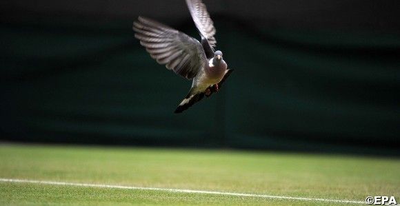 Pigeon on Court No. 1