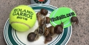 TENNIS FROM PARIS • ONE MAN’S DELICACY IS ANOTHER MAN’S GARDEN PEST • TIDBITS FROM ROLAND GARROS • FRENCH OPEN thumbnail